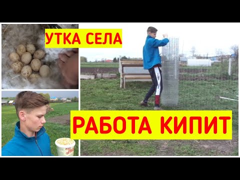 Видео: Мускусные утки сели / Посадил Кукурузу / Новый загон для Гусят / Деревенские будни/Жизнь в деревне