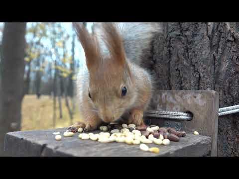 Видео: Незнакомая милая белка / An unfamiliar cute squirrel