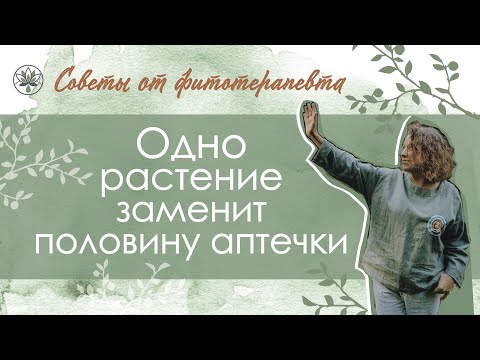 Видео: Натуральная аптечка. Волшебный тысячелистник.