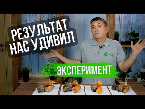 Видео: Как хранить морковь и свеклу?! Итоги эксперимента!