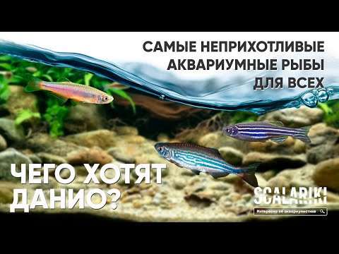 Видео: Чего хотят Данио? Одни из самых неприхотливых аквариумных рыб