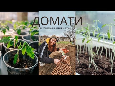Видео: Засаждане на домат. От семка до пресаждане.