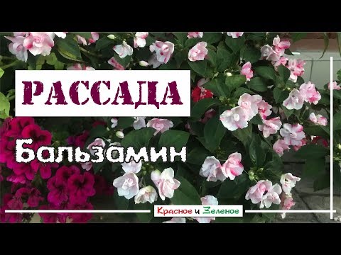 Видео: Рассада БАЛЬЗАМИНА. Выращиваем правильно