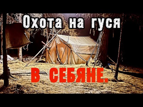Видео: Охота на гуся в Себяне. Гуси пролетели... Не добыли.
