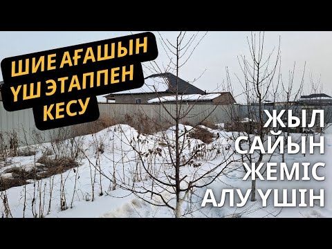Видео: ШИЕ АҒАШЫН КЕСУ, бір лидерлі интенсивті әдіс