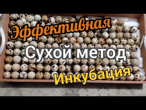 Видео: Эффективная инкубация, сухой метод