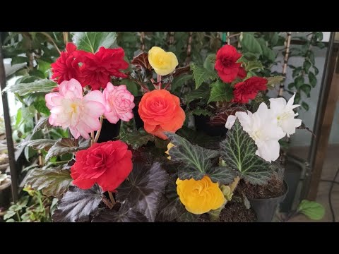 Видео: КРАСОТА ИЗ СЕМЯН ЗА 3.5 МЕСЯЦА!