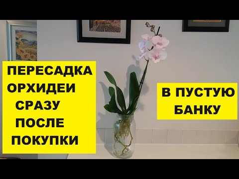 Видео: ПЕРЕСАДКА ОРХИДЕИ СРАЗУ ПОСЛЕ ПОКУПКИ.. В ПУСТУЮ БАНКУ..HOW TO REPOT AN ORCHID