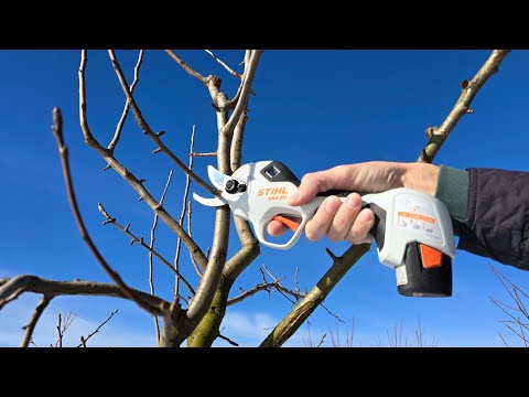 Видео: Как обрезать яблоко? Сделайте это так, это легко!