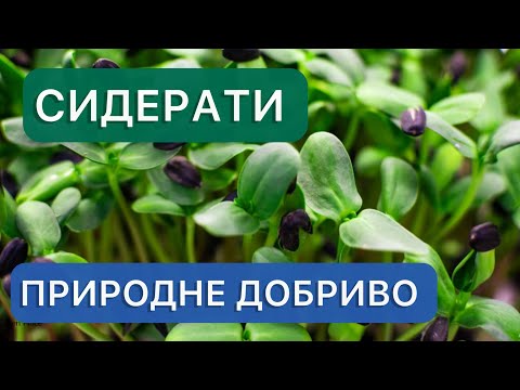Видео: Как сидераты помогут Вам собрать обильный урожай. Когда и как правильно сеять сидераты.