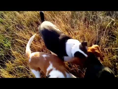 Видео: Охота с эстонцами на перепела.