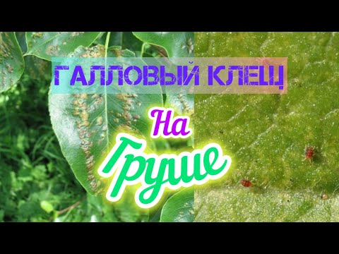 Видео: Галловый клещ.Как бороться?Чем обработать?