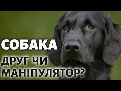 Видео: Чи справді собака - друг людини?