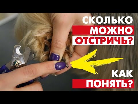 Видео: Когти у собак - сколько можно отстричь? Лучшее видео по стрижке когтей