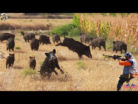 Видео: БЕЗУМНАЯ АТАКА КАБАНА! Охотнику грозит ответный удар! — Дикие кабаны опустошают фермы #wildboar