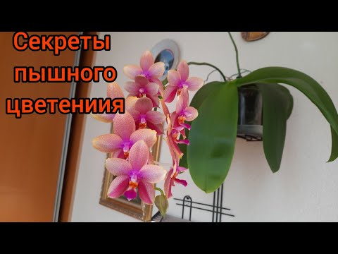 Видео: а вот так.. Пышное ЦВЕТЕНИЕ БЕЗ пересадки Орхидея Лиодоро.  Уход в моих условиях. 28.06.20г. Часть 1
