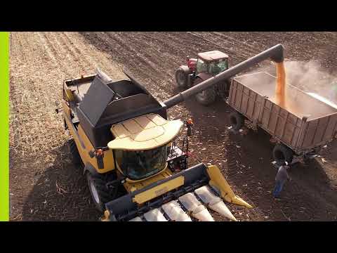 Видео: ЖЪТВА НА ЦАРЕВИЦА В С. ПАСКАЛЕВО - ПОРТФОЛИО НА ЛИДЕА