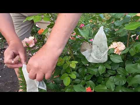 Видео: Селекція троянд -  це просто!        Breeding roses is simple!