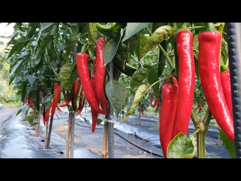 Видео: Летний корейский деревенский пейзаж! Кушаем кукурузу и купаемся в ручье.