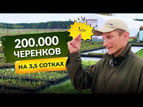 Видео: Как создать питомник гортензий за 2 года на дачном участке. Черенкуем весной. Как устроена теплица.