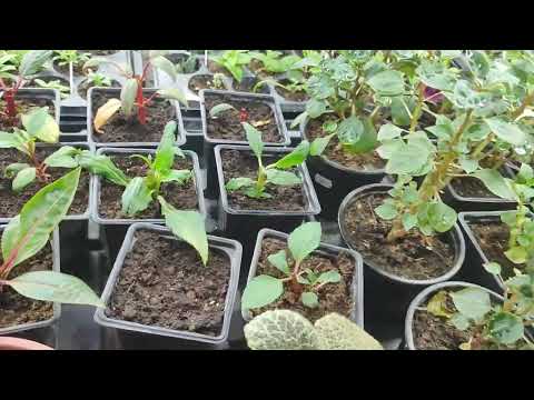 Видео: черенкование бальзамина новогвинейского