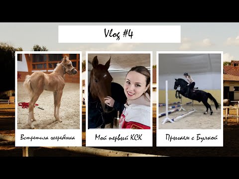 Видео: Vlog #4 | Мой первый КСК | Встретила жеребенка | Прыгаем с Булкой