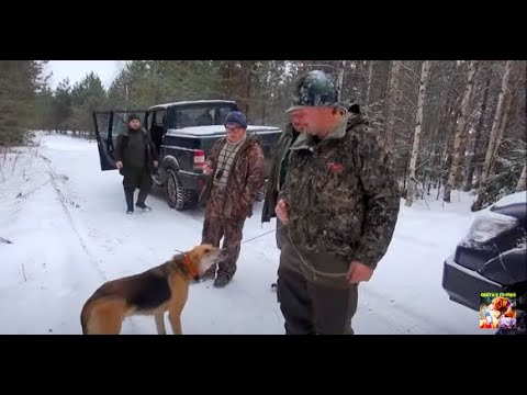 Видео: Охота с русской гончей по первому снегу Буран вл. Рева М.