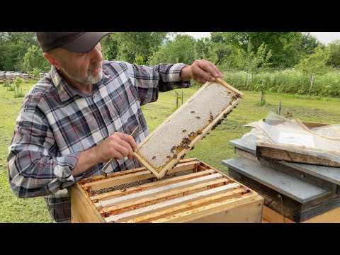 Видео: Ганеманівська роздільна решітка (15.06.2023р.)