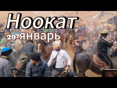 Видео: Ноокаттагы Улак 29-январь Аламан Улак