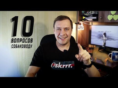 Видео: САМЫЕ Популярные Вопросы Человеку с Собакой