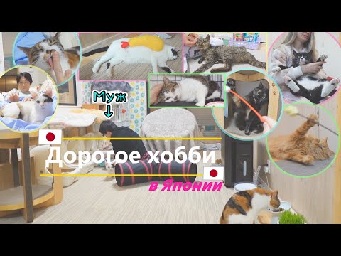 Видео: Волонтерство и кошки или наше дорогое хобби в Японии