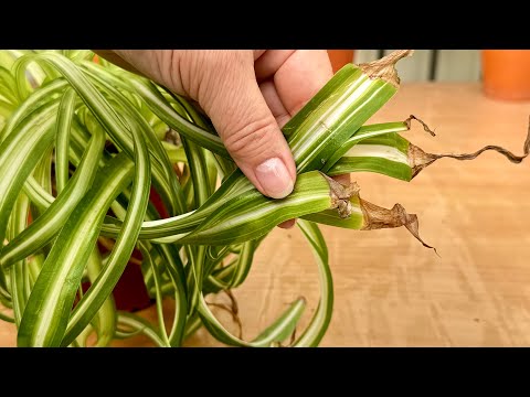 Видео: Как остановить появление коричневых кончиков на ваших растениях-пауках – простое руководство 🌱