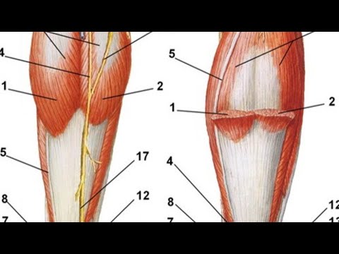 Видео: Кровоснабжение и иннервация нижней конечности