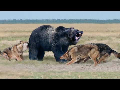 Видео: Эти Волки Напали На Медведя! Вот Что Было Дальше....