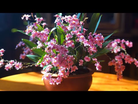 Видео: ЦВЕТЕНИЕ ОРХИДЕИ Oncidium Tsiku Marguerite 'Dragon#1' и немного об уходе.