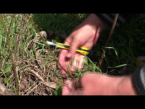 Видео: Прививка инжира,копулировка