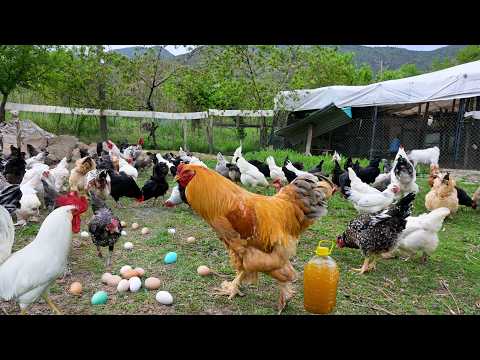 Видео: Выращивание цыплят естественным образом для яиц и мяса - сбор яиц с дикой курицей - органическая пти