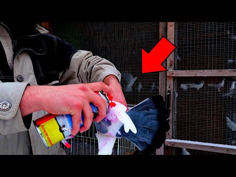 Видео: Краска от Хищных птиц!🤔 Спасает ли голубей?😳