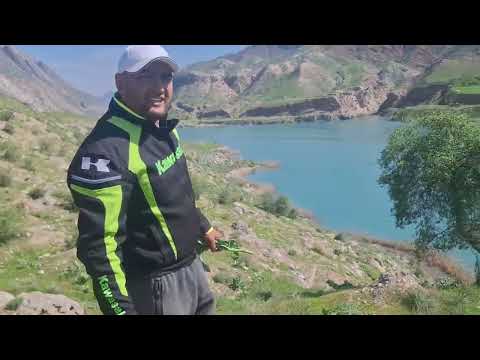 Видео: (Витилига) пес касали личениси топилди