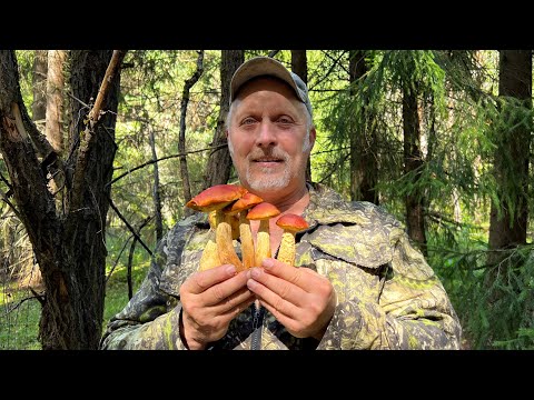 Видео: МЫ НАШЛИ ЭТО ! ЗОЛОТИСТЫЙ БОРОВИК ! ФАНТАСТИКА ! Грибы 2024 !