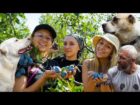 Видео: Най-вкусните СИНИ СЛИВИ са на ФЕРМА МОНСЪР | Капанска баница (курма) | Лютеница | Кучета АЛАБАИ