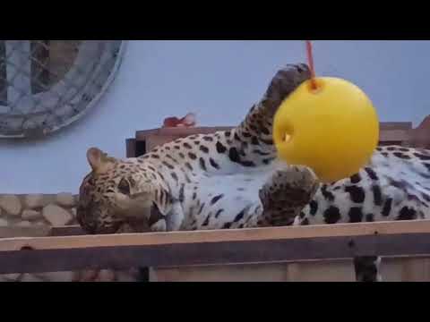 Видео: JUZQ0895 Порш игрун HLYZ3245 Видео от опекуна Светланы