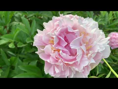 Видео: Пион James Pillow