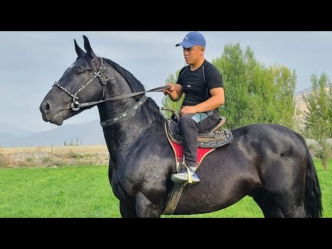 Видео: Азия    🇰🇬🐎🇺🇿🐎🇰🇿🐎🇮🇷💥