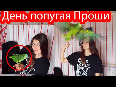 Видео: 24 часа жизнь попугая по имени Проша (Амазон)