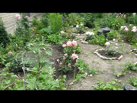 Видео: Розы флорибунда , что это? Родословная. Формы ,обрезка и формирование куста.