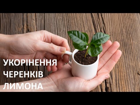 Видео: Вкорінення черенків лимона. Вкорінення черенків лимона в домашніх умовах в парнику 🍋