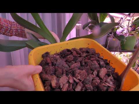 Видео: Орхидею ВЕЛИКАНА пересаживать НЕПРОСТО. Любимый способ - "ПЕРЕВАЛИ"