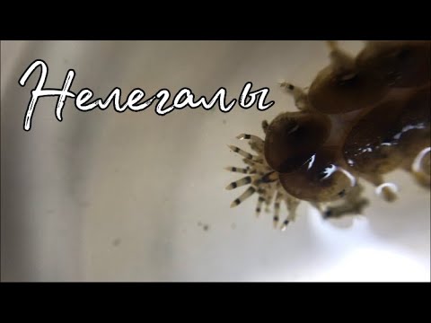 Видео: Нелегалы в колонии веерных червей