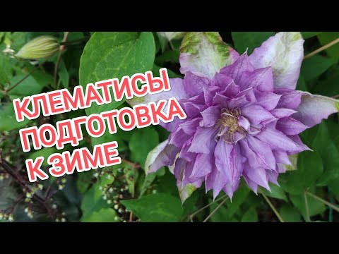 Видео: КАК ПОДГОТОВИТЬ КЛЕМАТИСЫ К ЗИМЕ?